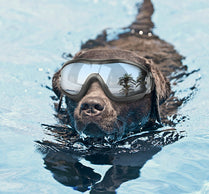 Dog Goggles – Waterproof & Windproof Pet Sunglasses with UV Protection
