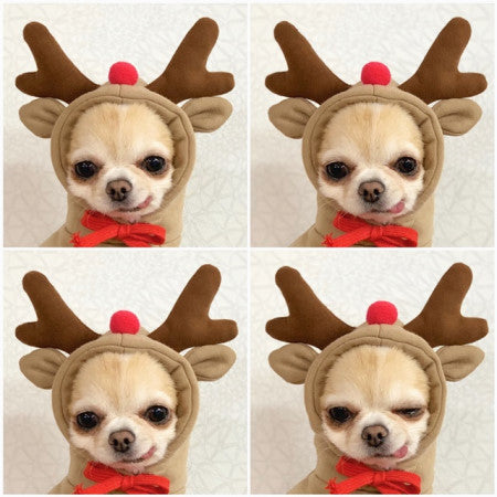 Cute Dog Hoodie – Warm Winter Clothes for Small Dogs & Puppies